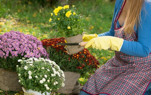 Gardener performing turf aeration and maintenance in a communal garden