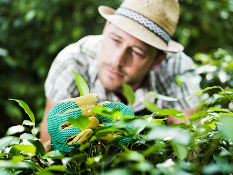 Gardener preparing a quote in Parsons Green