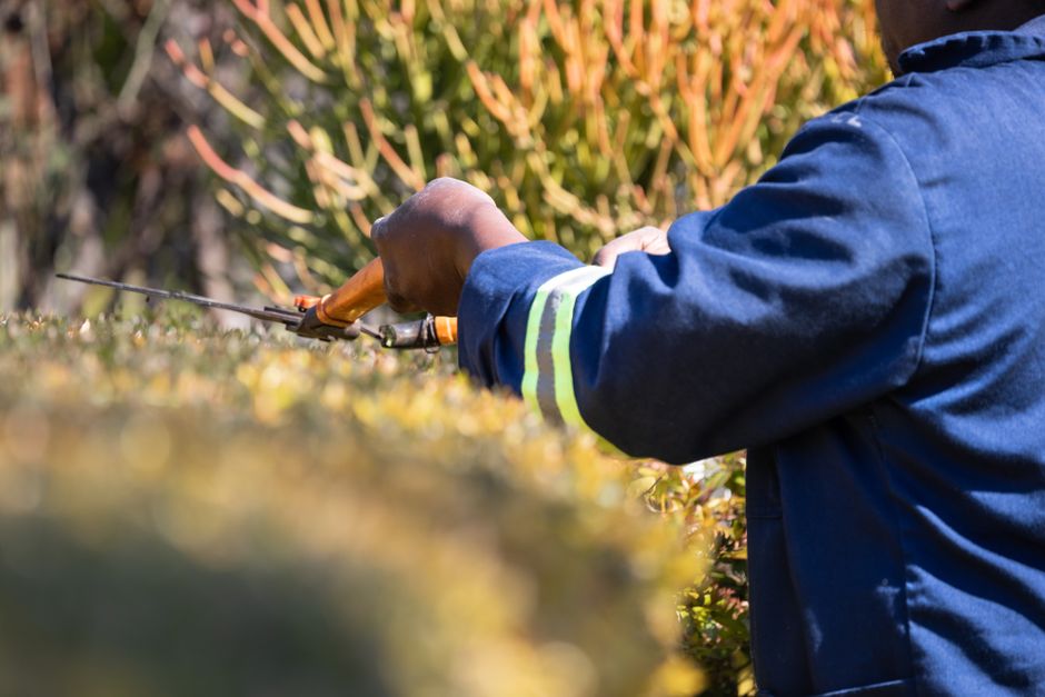 A gardener wearing a blue outdoor jacket with reflective stripes is trimming a neatly maintained hedge with orange-handled pruning shears. The hedge has dense, dark green foliage and is part of a land